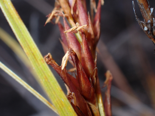 Morelotia gahniiformis, 2026-07-12