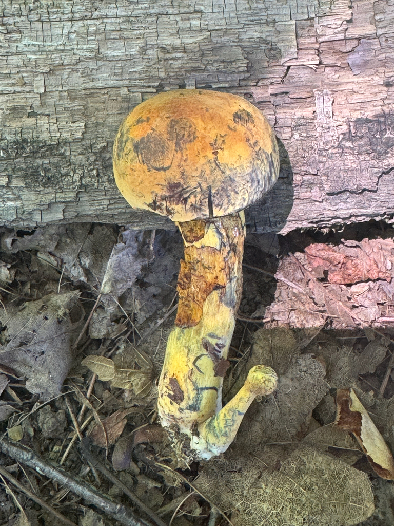 Red-mouth Bolete · July 2026 · photo: Photo: (c) Michele Wiseman, some rights reserved (CC BY) · iNaturalist