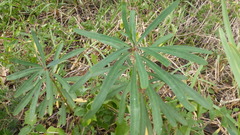 Euphorbia kraussiana
