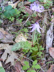 Erythronium hendersonii