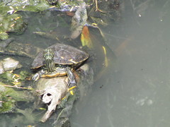 Trachemys venusta