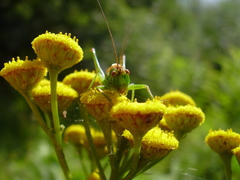 Conocephalus dorsalis