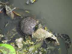 Trachemys venusta