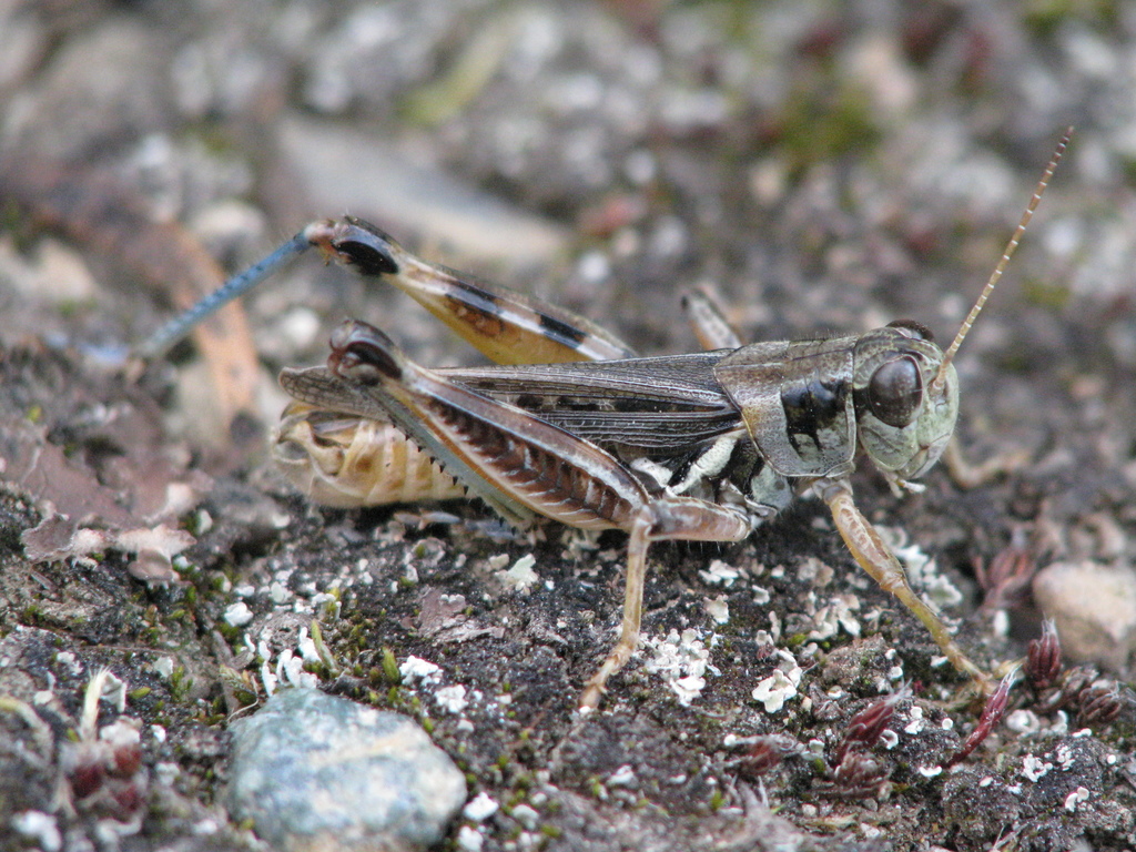 Alpine Spur-throat Grasshopper