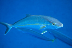 Seriola dumerili