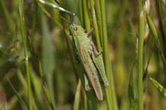 Chimarocephala elongata