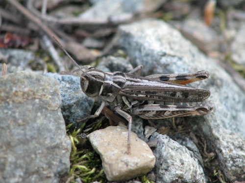 Brown Grasshopper