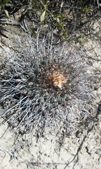 Thelocactus rinconensis