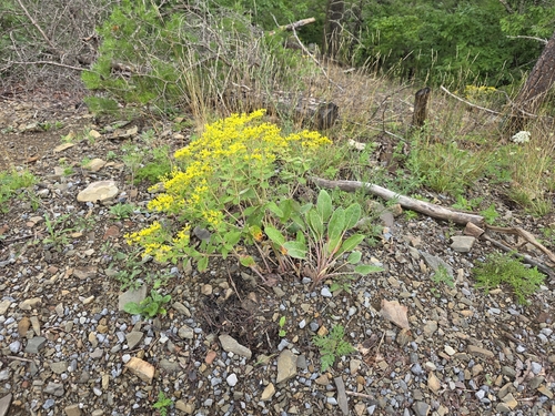 Eriogonum allenii