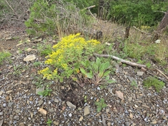 Eriogonum allenii
