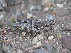 Melanoplus washingtonius