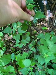Viola striata, photograph author not stated, no rights reserved