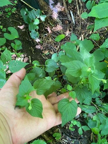Viola striata