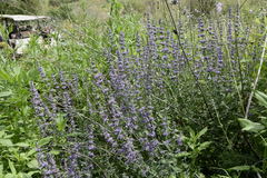 Nepeta curviflora