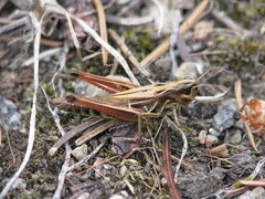 Pseudochorthippus curtipennis