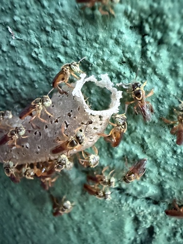 Narrow Stingless Bee