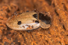 Dendroxena quadrimaculata