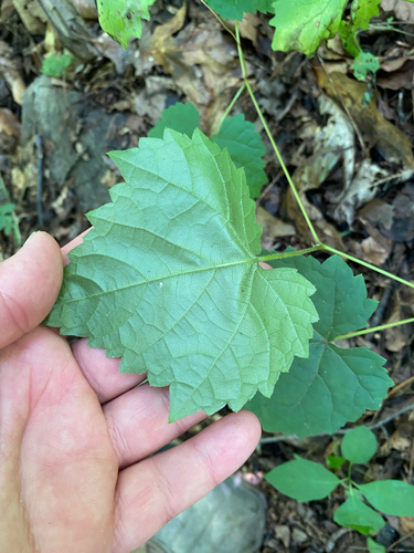 Vitis vulpina, photograph 5