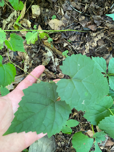 Vitis vulpina, photograph 6