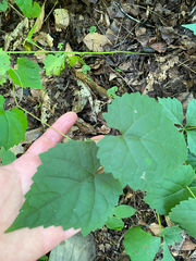 Vitis vulpina, photograph author not stated, no rights reserved