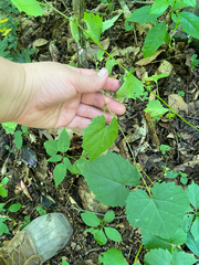 Vitis vulpina, photograph author not stated, no rights reserved