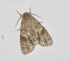 Acronicta rubricoma