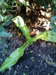 Veltheimia bracteata