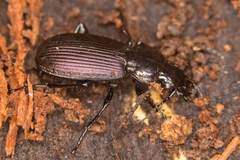 Pterostichus mannerheimii