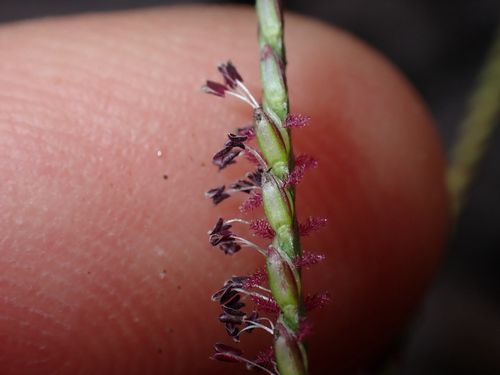 Axonopus fissifolius observed 2026-07-12