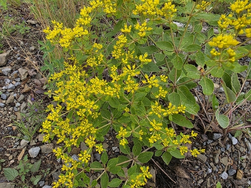 Eriogonum allenii, photograph 1