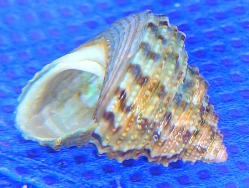 Calliostoma gemmulatum, 2026-07-08