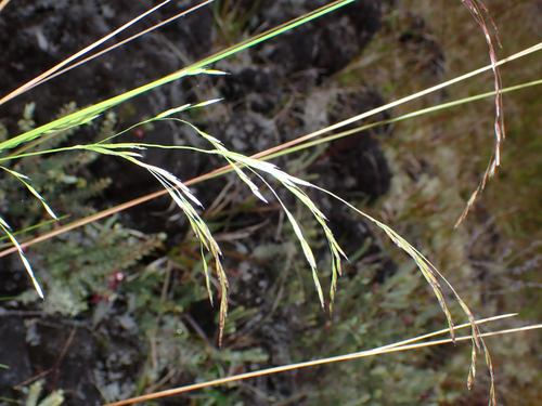 Deschampsia nubigena observed 2026-07-12