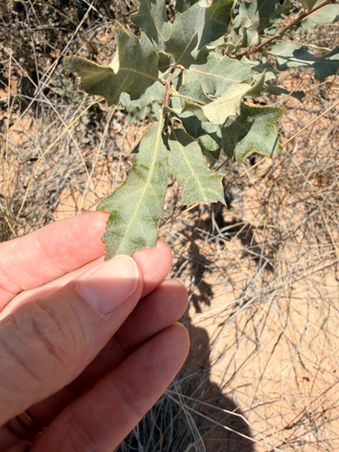 Quercus havardii, photograph 3