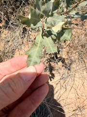 Quercus havardii, photograph (c) Jane Weeden, some rights reserved (CC BY)