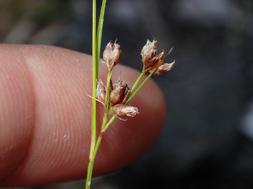 Rhynchospora, 2026-07-12