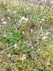 Capsella bursa-pastoris