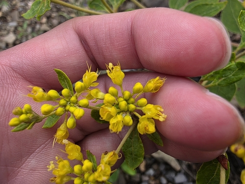 Eriogonum allenii, photograph 2