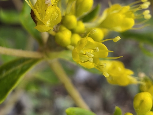Eriogonum allenii, photograph 4