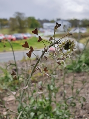 Capsella bursa-pastoris