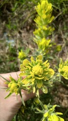 Castilleja citrina