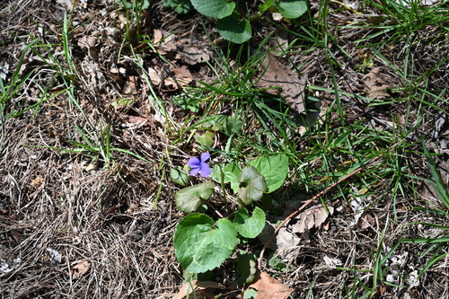 Viola sororia