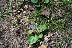Viola sororia