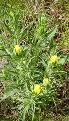 Castilleja citrina
