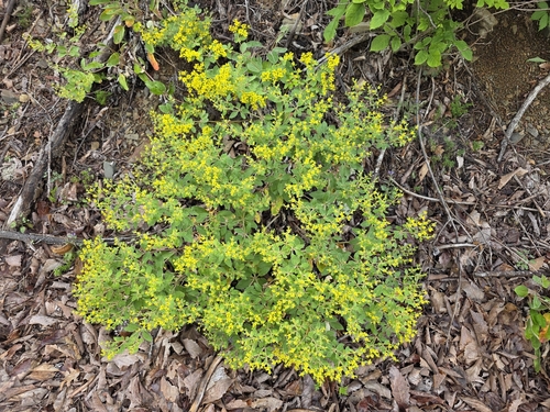 Eriogonum allenii, photograph 5