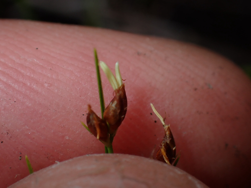 Rhynchospora, 2026-07-12