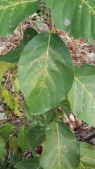 Coccoloba barbadensis