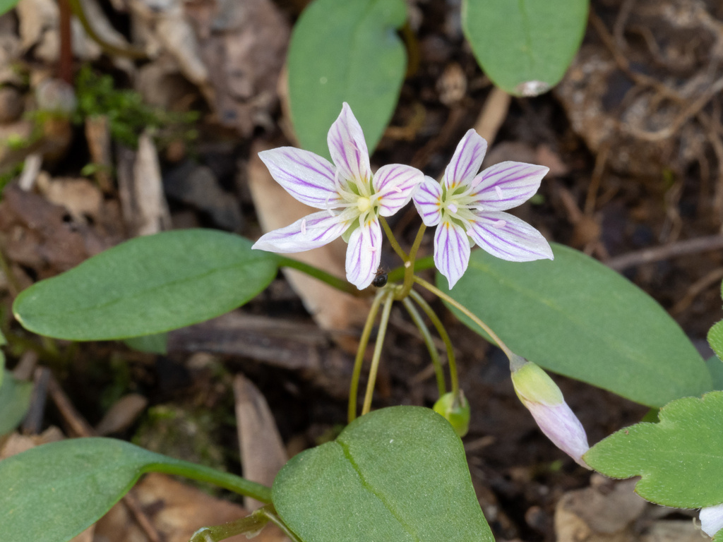 Claytonia caroliniana; photograph (c) Turner Brockman, some rights reserved (CC BY-SA)