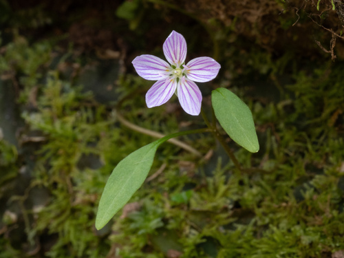 Claytonia caroliniana, photograph 5