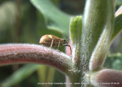 Mimographus