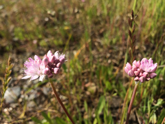 Allium unifolium